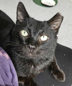 Rescue Domestic Short Hair Cats for Adoption in New Berlin, Wisconsin - Blackie Aka "Peepaw" | PetCurious