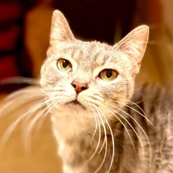 Domestic Short Hair Cats Available for Adoption - Lilith | PetCurious