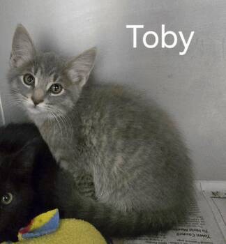 Toby -  Domestic Short Hair Cat for Adoption in Sullivan, Indiana - Toby | PetCurious