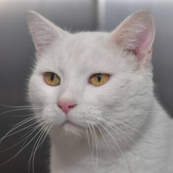 Snowball -  Domestic Short Hair Cat for Adoption in Ottawa, Kansas - Snowball | PetCurious