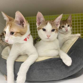 Clifford -  Domestic Short Hair Cat for Adoption in Tallahassee, Florida - Clifford | PetCurious