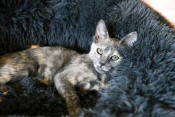 Rescue Dilute Tortoiseshell Cats for Adoption in Fort Worth, Texas - Peaches | PetCurious