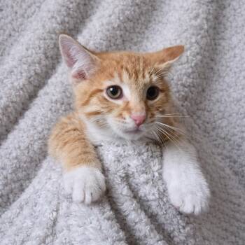 Domestic Medium Hair and Domestic Short Hair Cats Available for Adoption in San Antonio, Texas - Mason | PetCurious