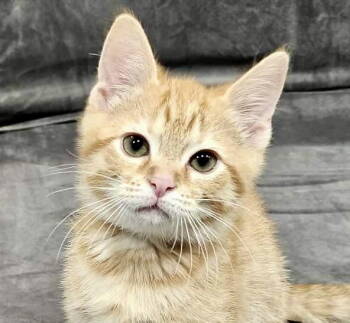 Rescue Domestic Medium Hair and Tabby Cats for Adoption in Algood, Tennessee - Hunter | PetCurious