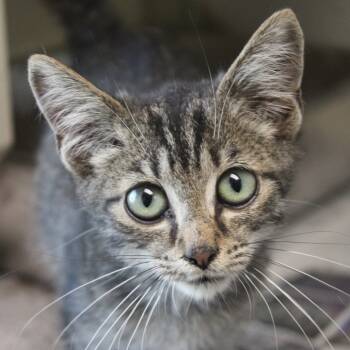 Rescue Domestic Short Hair Cats for Adoption in Cleveland, Mississippi - Thomas | PetCurious