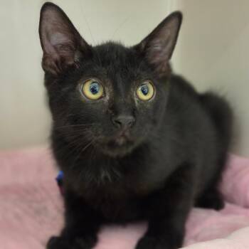 Macaron -  Domestic Short Hair Cat for Adoption in Sarasota, Florida - Macaron | PetCurious