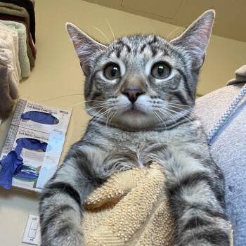 Salt -  Domestic Short Hair Cat for Adoption in Pasadena, California - Salt | PetCurious