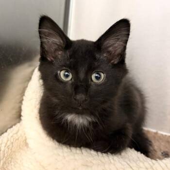 Cowboy -  Domestic Medium Hair Cat for Adoption in Marshall, Virginia - Cowboy | PetCurious