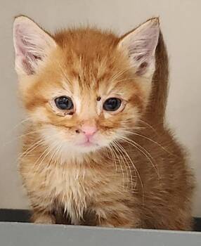 Kramer -  Domestic Short Hair Cat for Adoption in Vancouver, Washington - Kramer | PetCurious