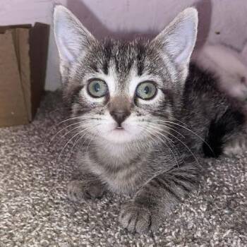 Domestic Short Hair Cats Available for Adoption in Sioux Falls, South Dakota - Anastasia | PetCurious