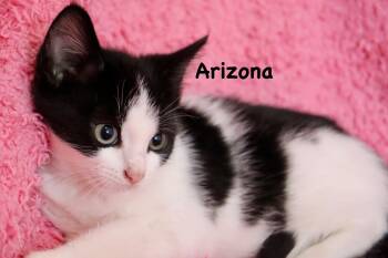 Arizona -  Domestic Short Hair Cat for Adoption in St. Augustine, Florida - Arizona | PetCurious