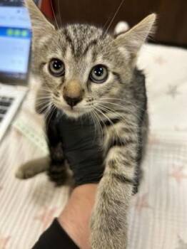 Chucky -  Domestic Short Hair Cat for Adoption in Largo, Florida - Chucky | PetCurious