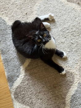 Rescue Domestic Short Hair Cats for Adoption in North Wilkesboro, North Carolina - Venus | PetCurious