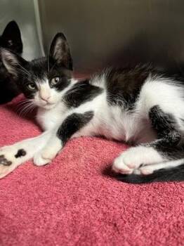 Berlioz -  Domestic Short Hair Cat for Adoption in Fort Worth, Texas - Berlioz | PetCurious