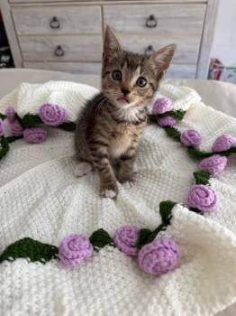 Lexi -  Domestic Short Hair Cat Available for Adoption in Town 