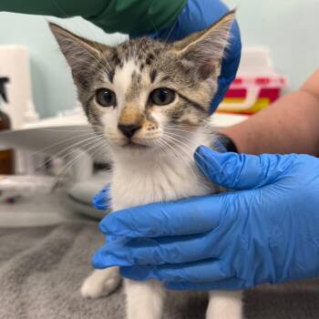 Domestic Short Hair Cats Available for Adoption in Buffalo, New York - Nikola | PetCurious