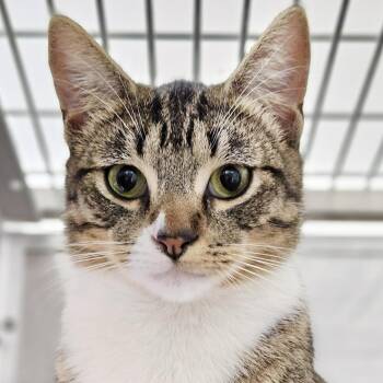 Shroom (bonded w/Shitake) -  Domestic Short Hair Cat for Adoption in Oakland, California - Shroom (bonded W/Shitake) | PetCurious