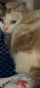 Phyllis Diller -  Snowshoe Cat for Adoption in Jackson, Louisiana - Phyllis Diller | PetCurious
