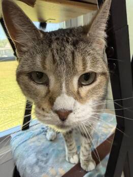 Domestic Short Hair Cats Available for Adoption in Jackson, Georgia - Citty | PetCurious