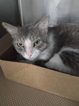 Domestic Short Hair Cats Available for Adoption in Palmetto, Florida - A135348 | PetCurious