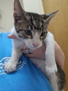 Sharpie -  Domestic Short Hair Cat for Adoption in Kennewick, Washington - Sharpie | PetCurious