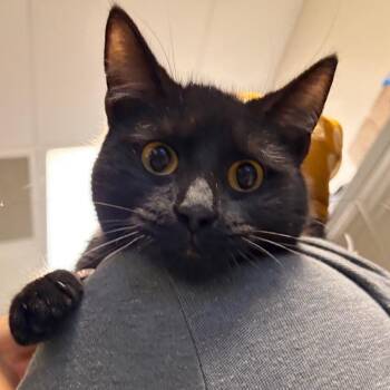 Domestic Short Hair Cats Available for Adoption - Ira | PetCurious