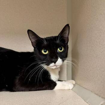 Domestic Short Hair Cats Available for Adoption - Canyon | PetCurious