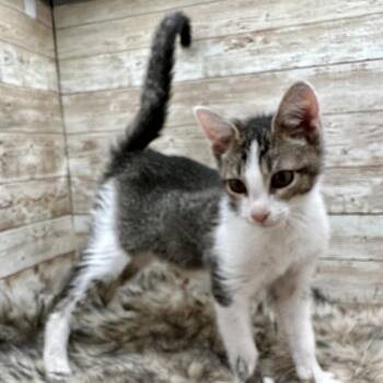 Rupert Giles -  Domestic Short Hair Cat for Adoption in Lexington, Kentucky - Rupert Giles | PetCurious