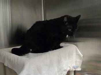 Domestic Short Hair Cats Available for Adoption - NAVARRO | PetCurious