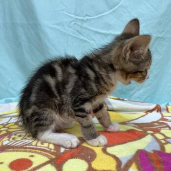 SVAS-Stray-39202 -  Domestic Short Hair Cat for Adoption in Lyndhurst, Virginia - SVAS-Stray-39202 | PetCurious