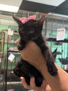Domestic Short Hair Cats Available for Adoption in Margate, Florida - Blackberry | PetCurious