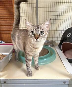 Lilly -  Siamese and Tabby Cat for Adoption in Ventura, California - Lilly | PetCurious