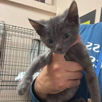 Domestic Short Hair Cats Available for Adoption in Chino Hills, California - Tyrone | PetCurious