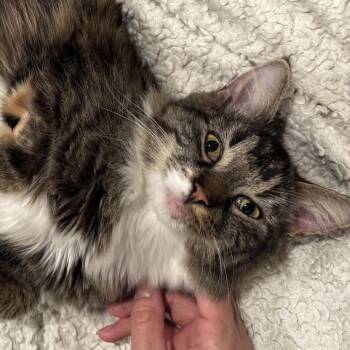 Amelia -  Domestic Medium Hair Cat for Adoption in North Canton, Ohio - Amelia | PetCurious