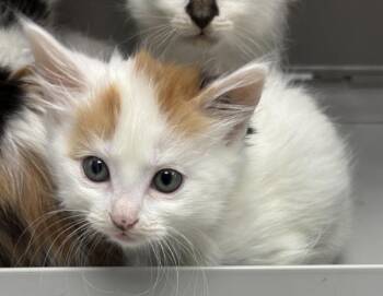 Pen 9 Diana -  Domestic Short Hair Cat for Adoption in Lawrenceville, Georgia - Pen 9 Diana | PetCurious