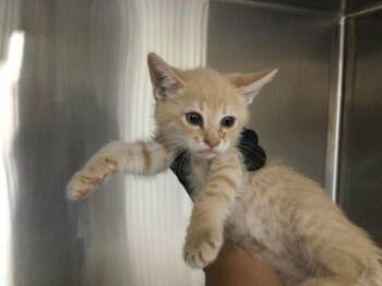 Domestic Short Hair Cats Available for Adoption in Thousand Palms, California - A1917185 | PetCurious