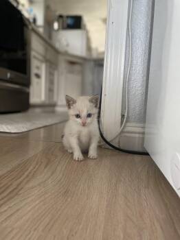 Siamese Cats Available for Adoption in Vacaville, California - Bunny | PetCurious