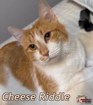 Cheese Riddle -  Domestic Short Hair Cat for Adoption in Douglasville, Georgia - Cheese Riddle | PetCurious