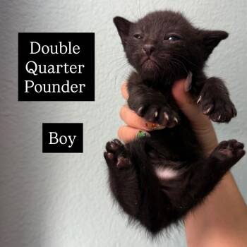 Double 54179 -  Domestic Short Hair Cat for Adoption in Las Vegas, Nevada - Double 54179 | PetCurious