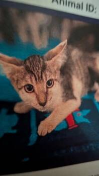Shelby -  Domestic Short Hair Cat for Adoption in Parker, Colorado - Shelby | PetCurious