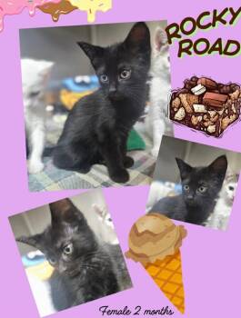 Rocky Road -  Domestic Short Hair Cat for Adoption in Blountville, Tennessee - Rocky Road | PetCurious