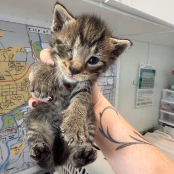 Paul McCartney -  Domestic Short Hair Cat for Adoption in Mankato, Minnesota - Paul McCartney | PetCurious