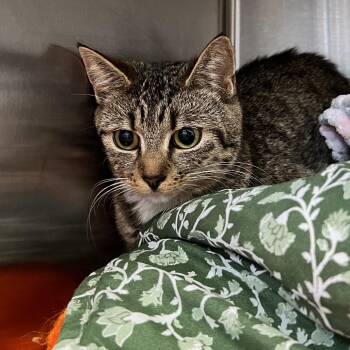 Domestic Short Hair Cats Available for Adoption in Roanoke, Virginia - Maple | PetCurious
