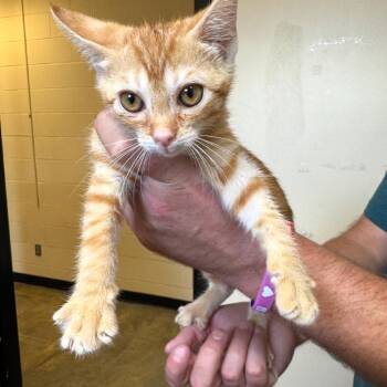 Tator Tot -  Domestic Short Hair Cat for Adoption in Corinth, Mississippi - Tator Tot | PetCurious