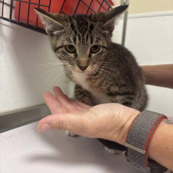 Bowser -  Domestic Short Hair Cat for Adoption in Tulsa, Oklahoma - Bowser | PetCurious