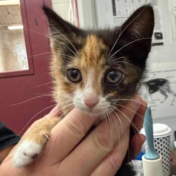 Domestic Short Hair Cats Available for Adoption in Ardmore, Oklahoma - Miata | PetCurious
