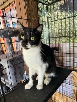 Rescue Domestic Short Hair Cats for Adoption in Sykesville, Maryland - Tommy | PetCurious