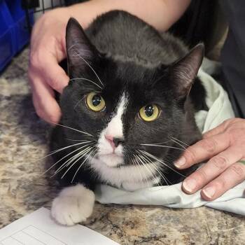 Domestic Short Hair Cats Available for Adoption - Diego - 031913U | PetCurious