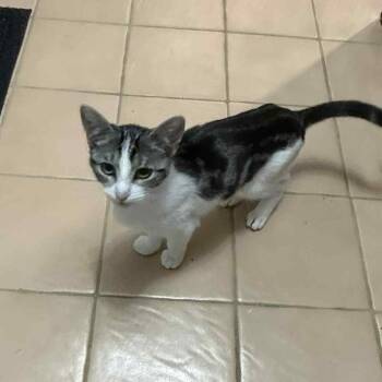 Rescue Domestic Short Hair Cats for Adoption in Warr Acres, Oklahoma - Mocha | PetCurious