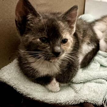 Shirley -  Domestic Short Hair Cat for Adoption in Pleasanton, California - Shirley | PetCurious